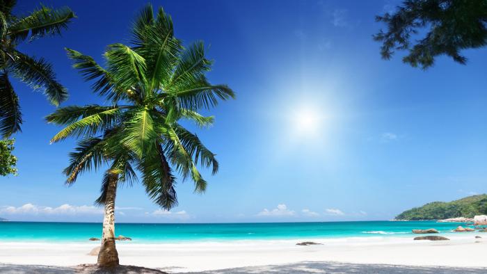 palm-tree-on-tropical-beach-byeogji-774_L.jpg