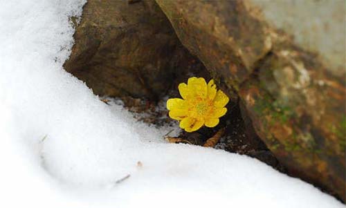 buttercup,미나리아재비