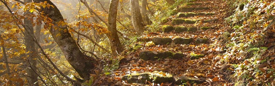 11117-Autumn-900.jpg