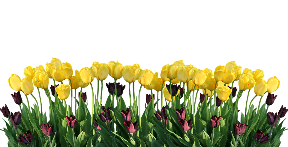 Flower-Flowers-Spring-Nature-Easter-Tulips-3004365.png
