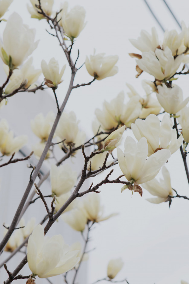vertical-shot-of-beautiful-white-blossom-on-a-branch-of-a-tree_181624-2740.jpg
