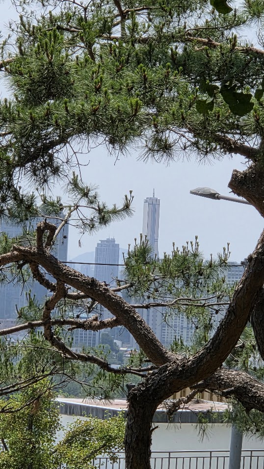 서울 소나무.jpg