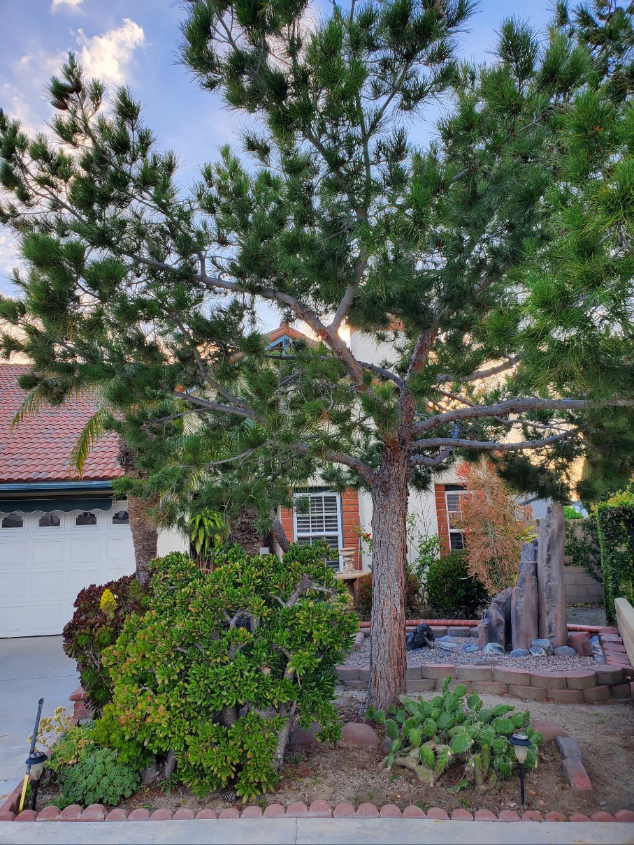 앞마당 소나무.jpg