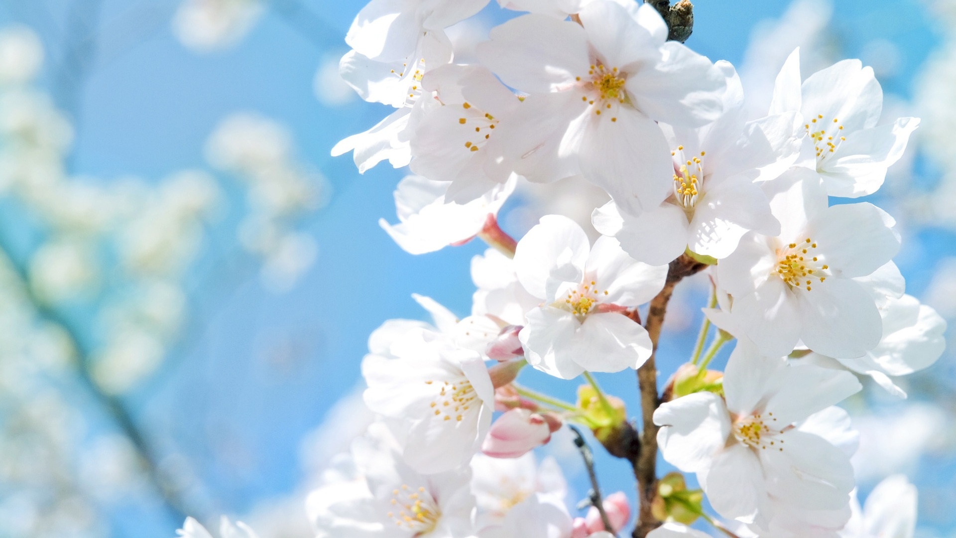 White-cherry-blossoms-in-spring_1920x1080.jpg